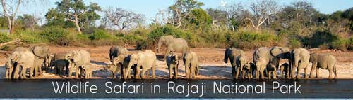 Jungle Safari in Rajaji National Park